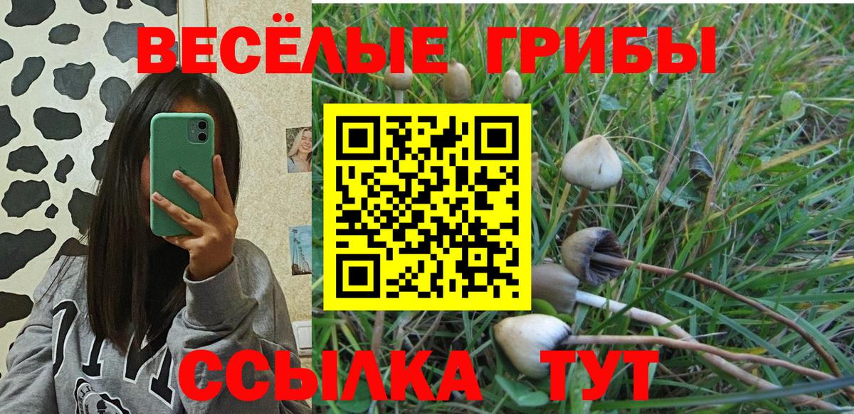 Псилоцибиновые грибы Psilocybe Кизилюрт